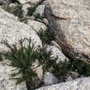 Olearia heloderma at Cotter River, ACT - 24 May 2021