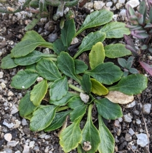 Viola improcera at Cotter River, ACT - 25 May 2021