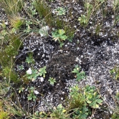 Viola improcera at Cotter River, ACT - 25 May 2021