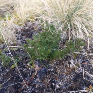 Olearia sp. Rhizomatica (I.R.Telford 11549) at Cotter River, ACT - 14 Jul 2021