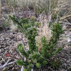 Olearia sp. Rhizomatica (I.R.Telford 11549) at Cotter River, ACT - 25 May 2021