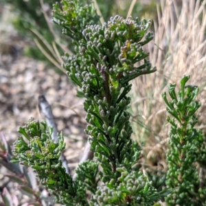 Olearia heloderma at Cotter River, ACT - 25 May 2021 10:38 AM