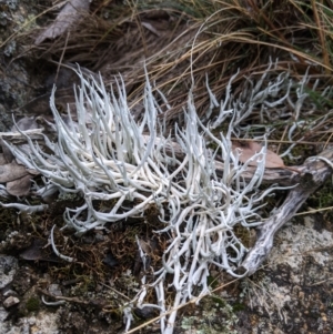 Thamnolia vermicularis at Cotter River, ACT - 24 May 2021