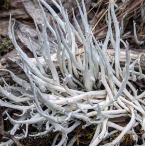 Thamnolia vermicularis at Cotter River, ACT - 24 May 2021