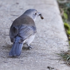 Colluricincla harmonica (Grey Shrikethrush) at Lake Ginninderra - 12 Jul 2021 by AlisonMilton