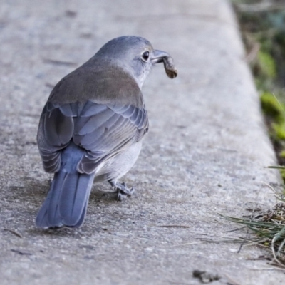 Colluricincla harmonica (Grey Shrikethrush) at Belconnen, ACT - 12 Jul 2021 by AlisonMilton