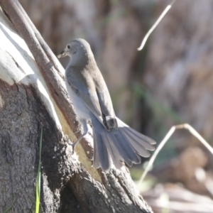 Colluricincla harmonica at Belconnen, ACT - 12 Jul 2021