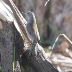 Colluricincla harmonica at Belconnen, ACT - 12 Jul 2021