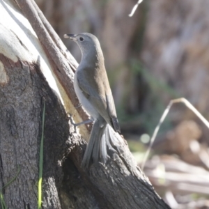 Colluricincla harmonica at Belconnen, ACT - 12 Jul 2021