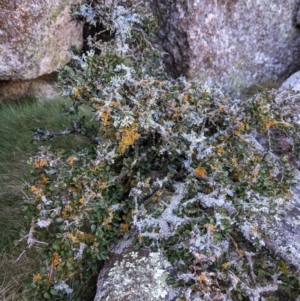 Melicytus angustifolius subsp. divaricatus at Mount Clear, ACT - 27 May 2021