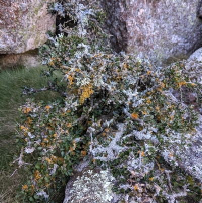 Melicytus angustifolius subsp. divaricatus (Divaricate Tree Violet) at Mount Clear, ACT - 27 May 2021 by EmmaCook