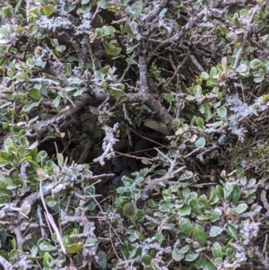 Melicytus angustifolius subsp. divaricatus at Mount Clear, ACT - 27 May 2021