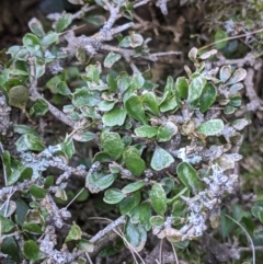 Melicytus angustifolius subsp. divaricatus at Mount Clear, ACT - 27 May 2021