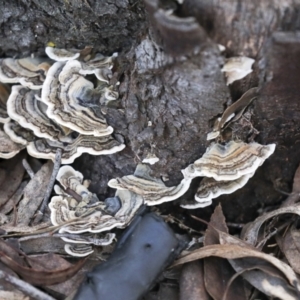 Trametes versicolor at Evatt, ACT - 12 Jul 2021 02:27 PM