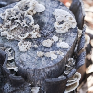 Trametes versicolor at Evatt, ACT - 12 Jul 2021 02:27 PM