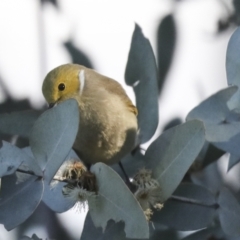 Ptilotula penicillata (White-plumed Honeyeater) at Belconnen, ACT - 12 Jul 2021 by AlisonMilton