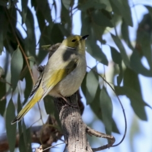 Ptilotula penicillata at Belconnen, ACT - 12 Jul 2021