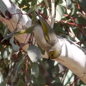 Ptilotula penicillata at Belconnen, ACT - 12 Jul 2021