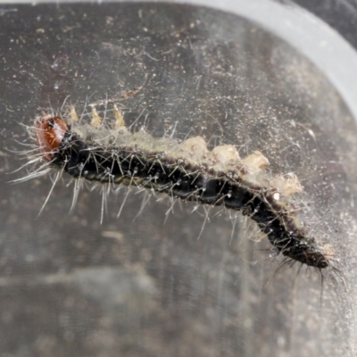 Lepidoptera unclassified IMMATURE (caterpillar or pupa or cocoon) at Macgregor, ACT - 13 Jul 2021 by AlisonMilton