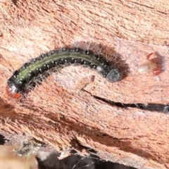 Lepidoptera unclassified IMMATURE at Macgregor, ACT - 13 Jul 2021