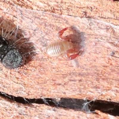 Conicochernes sp. (genus) at Macgregor, ACT - 13 Jul 2021 by AlisonMilton