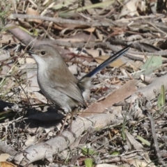 Malurus cyaneus (Superb Fairywren) at Belconnen, ACT - 12 Jul 2021 by AlisonMilton