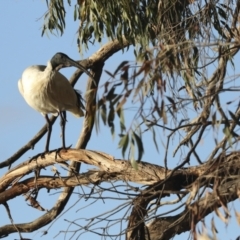 Threskiornis molucca (Australian White Ibis) at Lake Ginninderra - 12 Jul 2021 by AlisonMilton