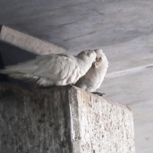 Cacatua sanguinea at Belconnen, ACT - 12 Jul 2021