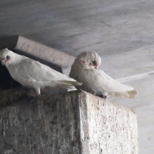 Cacatua sanguinea at Belconnen, ACT - 12 Jul 2021 04:50 PM