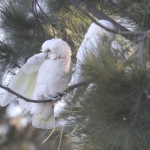 Cacatua sanguinea at Belconnen, ACT - 12 Jul 2021 04:50 PM