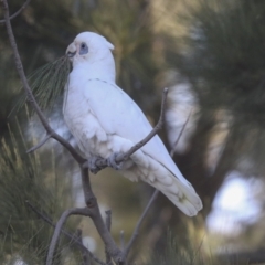 Cacatua sanguinea at Belconnen, ACT - 12 Jul 2021