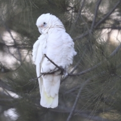 Cacatua sanguinea at Belconnen, ACT - 12 Jul 2021 04:50 PM