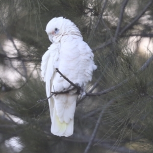 Cacatua sanguinea at Belconnen, ACT - 12 Jul 2021