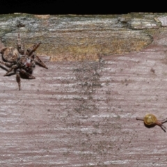 Unidentified Spider (Araneae) at ANBG - 14 Mar 2021 by TimL