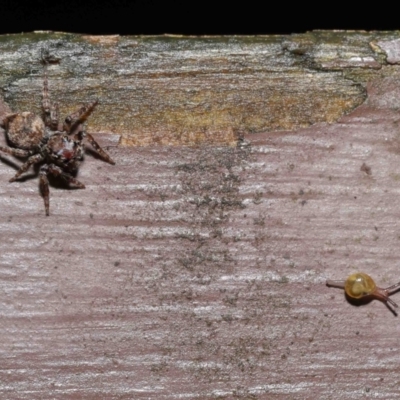 Unidentified Spider (Araneae) at Acton, ACT - 14 Mar 2021 by TimL