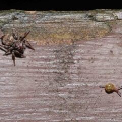 Unidentified Jumping & peacock spider (Salticidae) (TBC) at Acton, ACT - 14 Mar 2021 by TimL