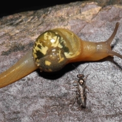Mysticarion porrectus (Golden Semi-slug) at Acton, ACT - 14 Mar 2021 by TimL
