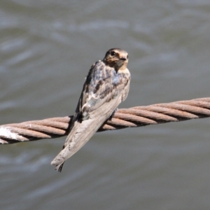 Hirundo neoxena at South Albury, NSW - 17 Feb 2021