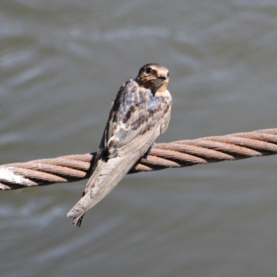 Hirundo neoxena (Welcome Swallow) at Noreuil Park - 17 Feb 2021 by PaulF