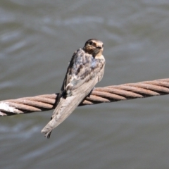 Hirundo neoxena (Welcome Swallow) at Noreuil Park - 17 Feb 2021 by PaulF