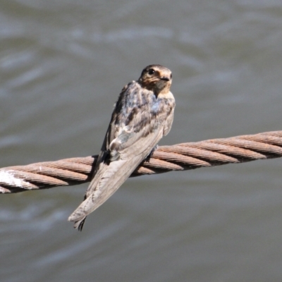Hirundo neoxena (Welcome Swallow) at South Albury, NSW - 17 Feb 2021 by PaulF