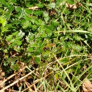 Acaena echinata at Holt, ACT - 13 Jul 2021