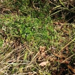 Acaena echinata at Holt, ACT - 13 Jul 2021