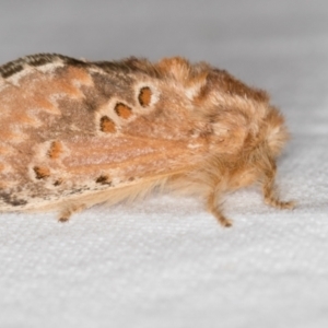 Pseudanapaea (genus) at Melba, ACT - 5 Nov 2018