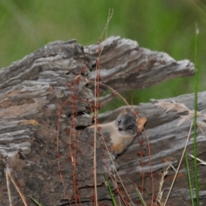 Antechinus flavipes at Grenfell, NSW - 21 Jan 2011 05:38 PM