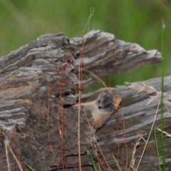 Unidentified Antechinus (TBC) at Grenfell, NSW - 21 Jan 2011 by Harrisi