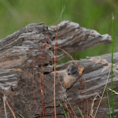 Antechinus flavipes (Yellow-footed Antechinus) at Grenfell, NSW - 21 Jan 2011 by Harrisi