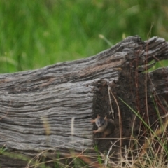 Antechinus flavipes at Grenfell, NSW - 21 Jan 2011