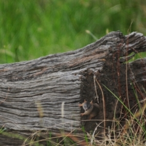 Antechinus flavipes at Grenfell, NSW - 21 Jan 2011 05:38 PM