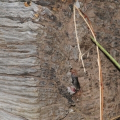 Antechinus flavipes at Grenfell, NSW - 21 Jan 2011